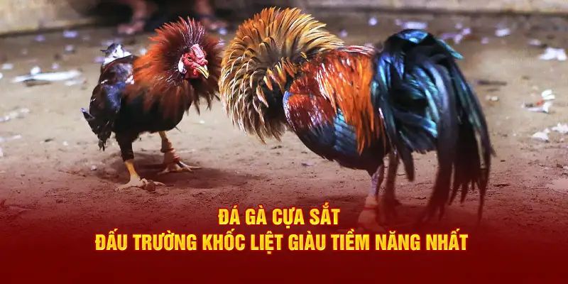 Đá gà Hello88 cựa sắt được nhiều người quan tâm tìm hiểu