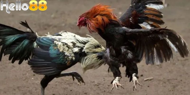 Người chơi nên quan sát đến lối di chuyển của gà