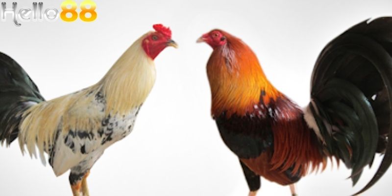 Người chơi tham gia cược với 3 bước cực kỳ đơn giản