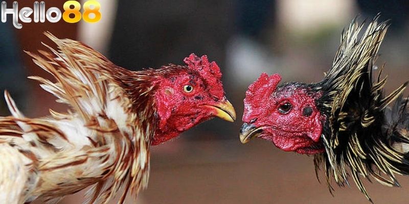 Xanh và đỏ là hai cửa cược vô cùng phổ biến