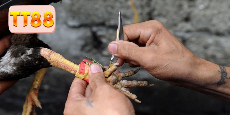 Quy tắc tham gia cược đá gà cựa dao cụ thể 